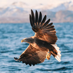 Aquila di mare, Bodø