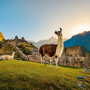 Machu Picchu