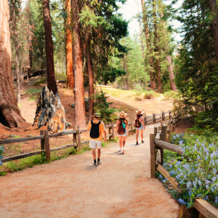 Boschetto del Generale Grant, Sequoia National Park