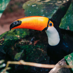 Tucano a Puerto Iguaz&ugrave;