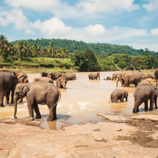 Elephant Freedom Project, Pinnawala