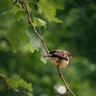 Birdwatching
