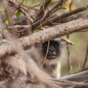 Langur