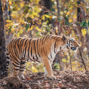 Tigre del Bengala