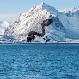 Aquila di mare, Trollfjord