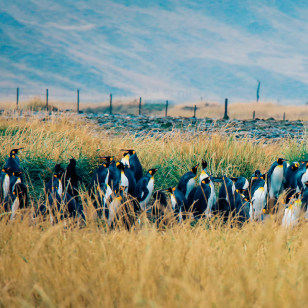 Pinguini Reali, Terra del Fuoco