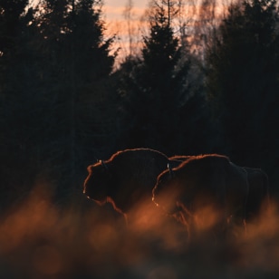 Bisonte Europeo