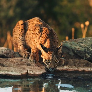 Lince, Sierra de Andujar