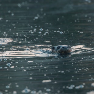 Lontra