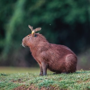 Capibara
