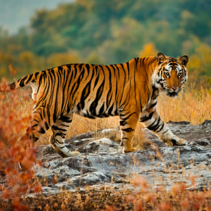 Tigre del Bengala
