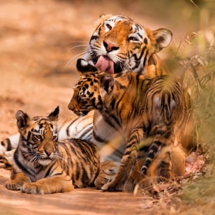 Tigre con i cuccioli