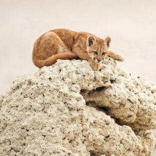 Cucciolo di puma