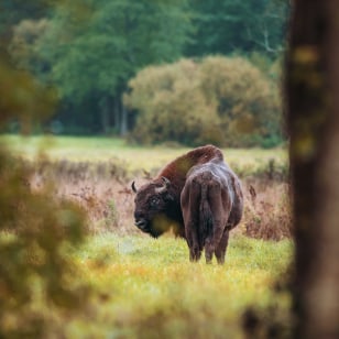 Bisonte europeo