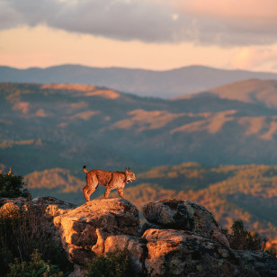 Lince pardina