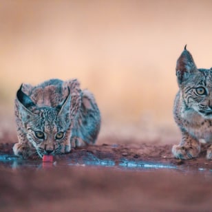Lince pardina