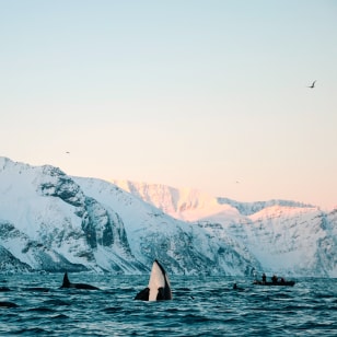 Orche in un fiordo norvegese