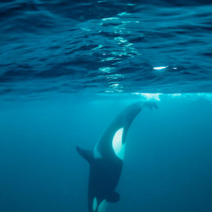 Orca