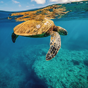 Snorkeling a Turtle Bay, Isole Dimaniyat