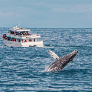 Avvistamento al Kenai Fjords National Park