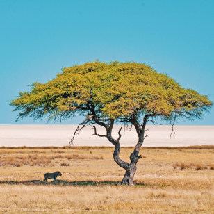 Parco nazionale Etosha