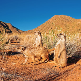 Suricati, Scarpata Namibiana