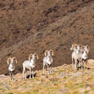 Argali