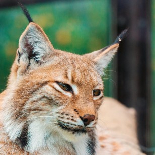 Lince