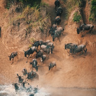 Migrazione degli gnu, fiume Mara