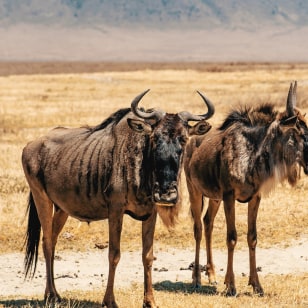 Gnu