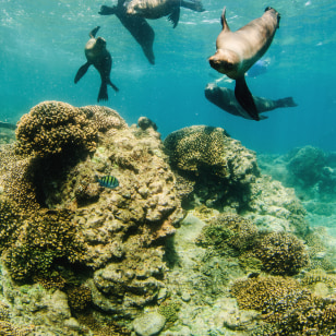 Leoni marini, Isola di Espiritu Santo