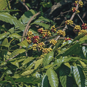 Piantagioni di caff&egrave; a Thekkady