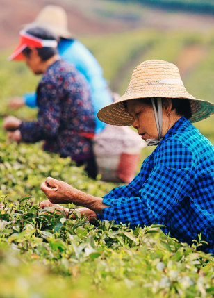 Piantagione di tè, Hangzhou