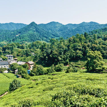 Piantagione di tè, Hangzhou