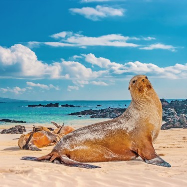 Leoni marini a Sullivan Bay