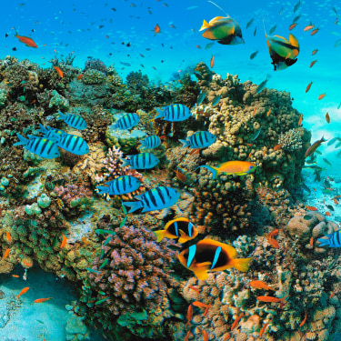 Barriera corallina del Mar Rosso
