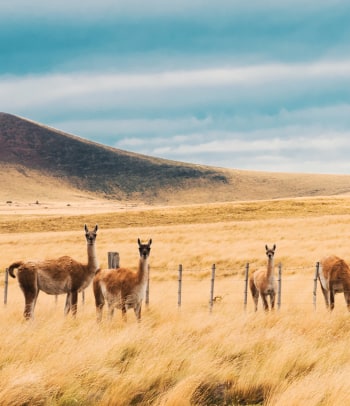 Gruppo di lama nella pianure del Pampa, Argentina
