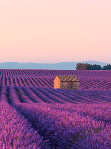 Campi di lavanda, Provenza