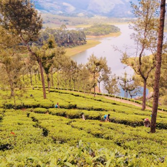 Piantagioni di tè nel Parco Nazionale di Periyar