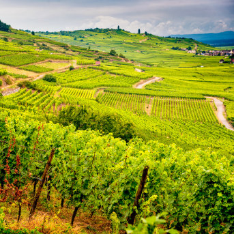 Strada dei vini in Alsazia