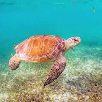Akumal
