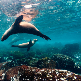 Snorkeling con i leoni marini