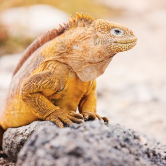 Iguana terrestre di Santa Fe