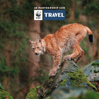 Lince