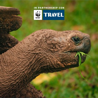 Testuggine gigante delle Galapagos