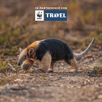 Tamandua