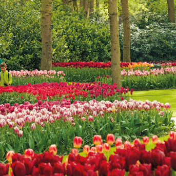 Parco Keukenhof