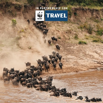 Migrazione degli gnu, fiume Mara