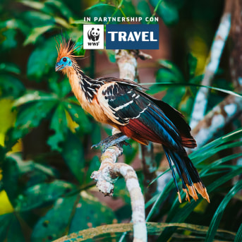 Hoatzin
