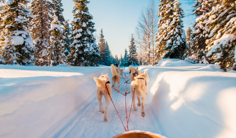 Slitta trainata da husky